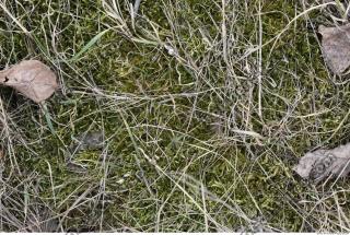 Photo Texture of Mossy 0004